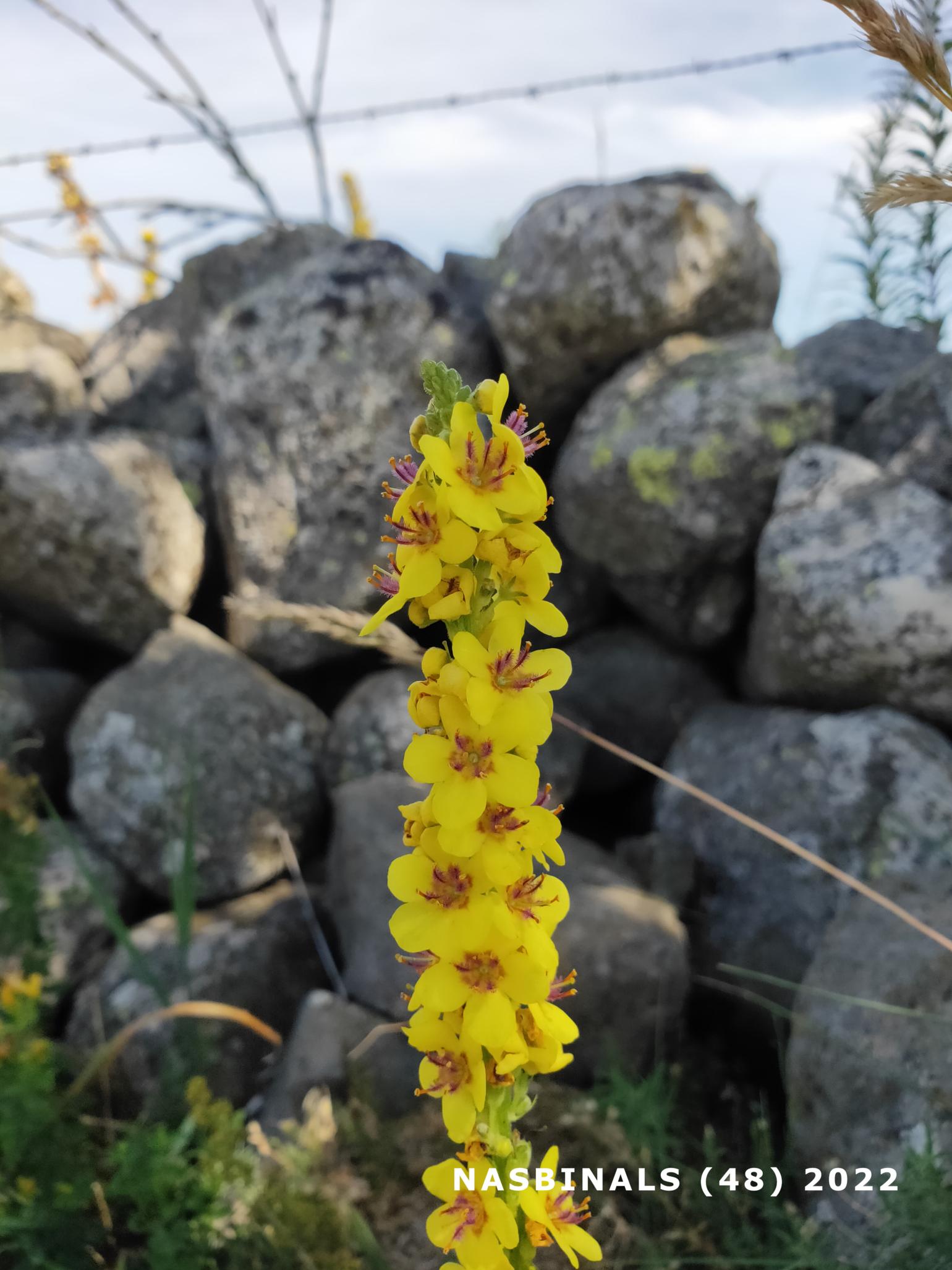 Mullein, Dark